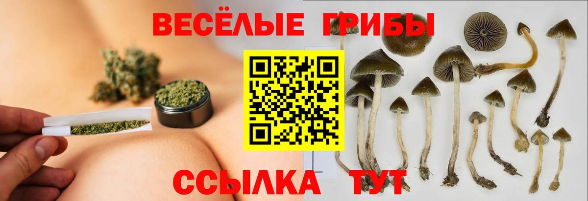 Галлюциногенные грибы Psilocybe Керчь